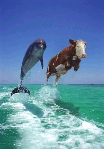 cow20dolphin.jpg